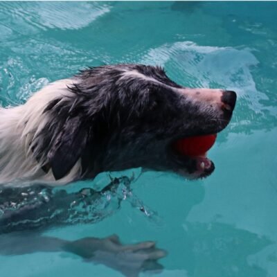 Pet Dog Bouncy Ball, Bite-resistant Solid Ball, Rubber Bite