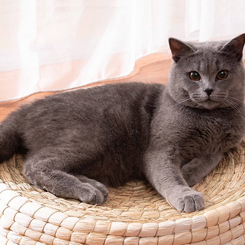 Teng Wok Felt House Cat Bed - 3