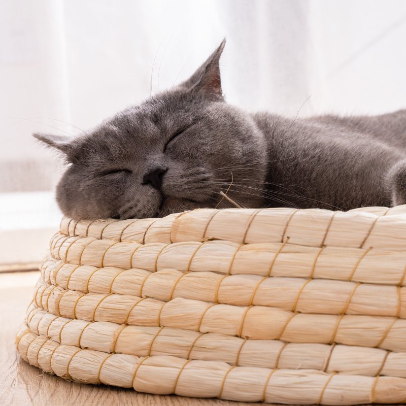 Teng Wok Felt House Cat Bed - 7