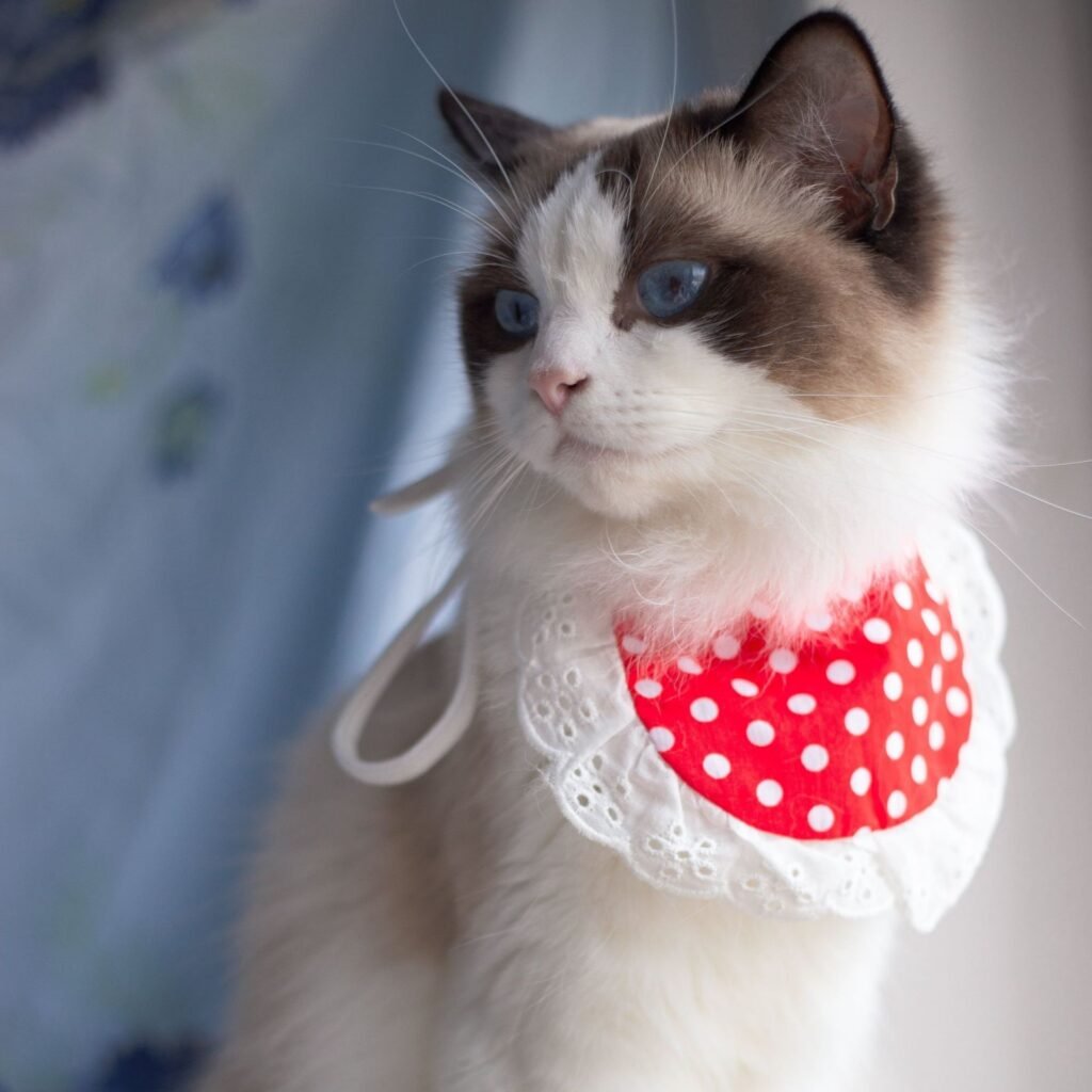 Cat Lace Suit Saliva Towel Princess Style Scarf Bib Decoration - 3
