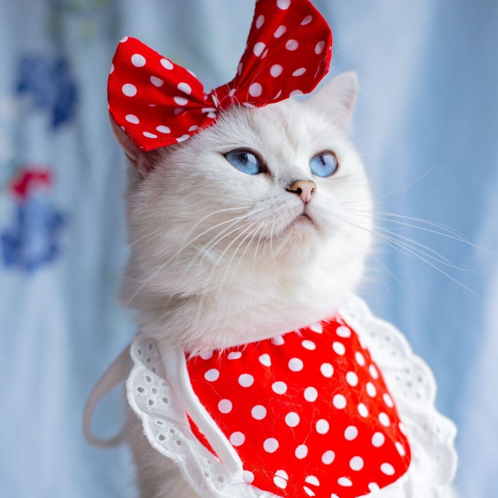 Cat Lace Suit Saliva Towel Princess Style Scarf Bib Decoration - 2