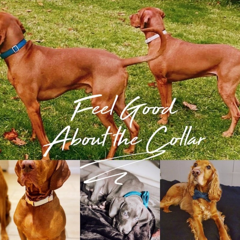 Multiple Colour Velvet Personalise Dog Collar Leash Set With Bow - 2