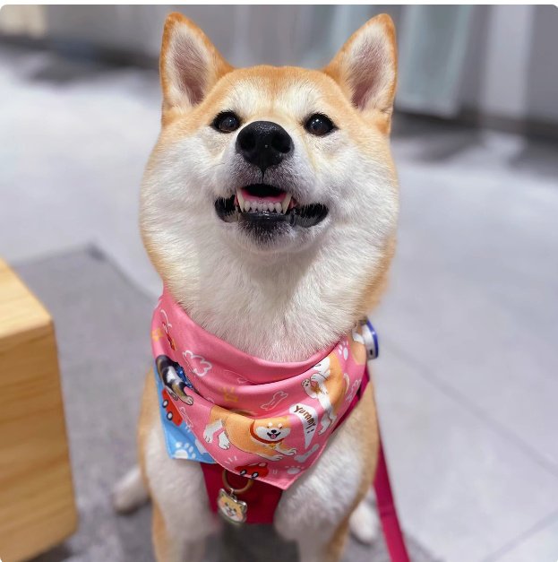 Shiba Inu Color Matching Triangular Binder Can Be Worn On Both Sides - 4