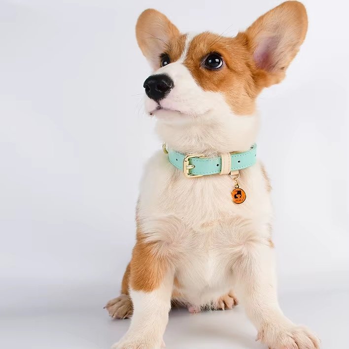 S M L Dog Collar - 6