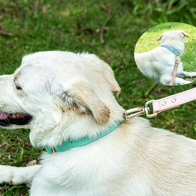S M L Dog Collar - 5