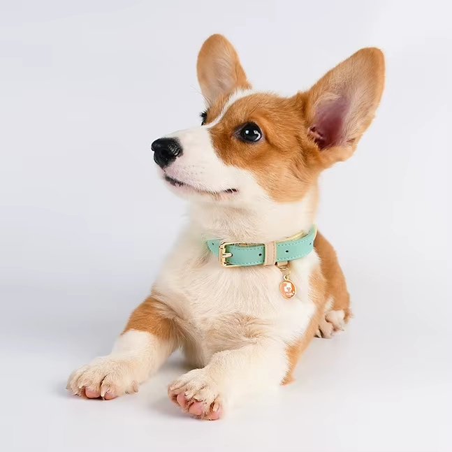 S M L Dog Collar - 2