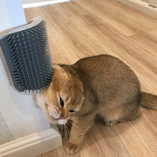 Cat Self-Grooming Brush Pet Wall Rubbing Device - 2